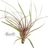 CAPITATA MAROON, 10-12"