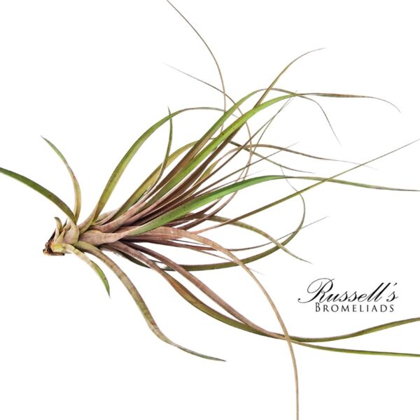CAPITATA MAROON, 10-12" - Image 4