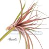CAPITATA MAROON, 10-12" - Image 3