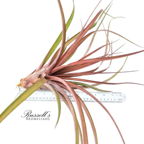 CAPITATA MAROON, 10-12" - Image 3