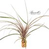 CAPITATA MAROON, 10-12" - Image 2