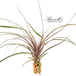 CAPITATA MAROON, 10-12