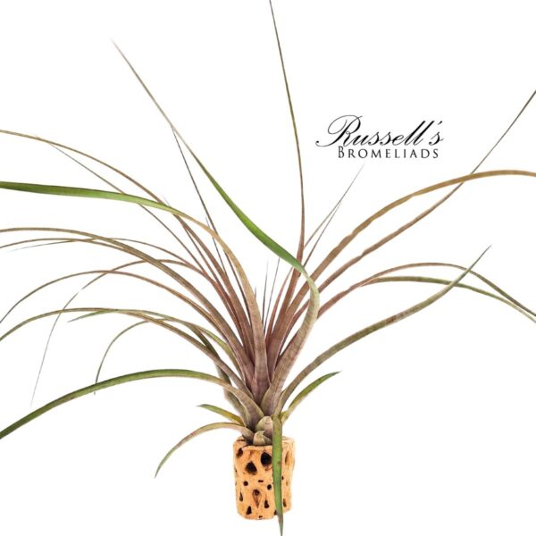 CAPITATA MAROON, 10-12" - Image 2