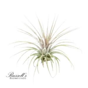 IONANTHA ZEBRINA, 2