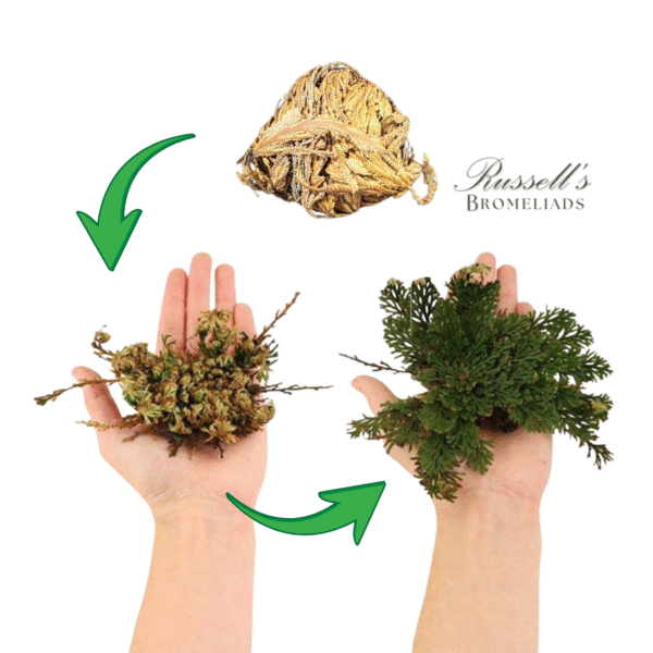 RESURRECTION PLANT SET IN DISPLAY CASE - Image 12