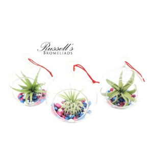 PATRIOT GLOBE TERRARIUMS WITH PLANT