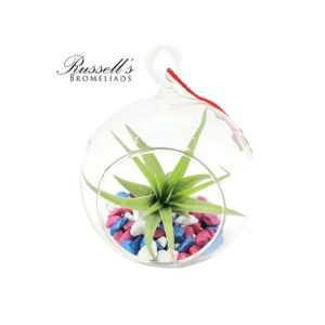 PATRIOT GLOBE TERRARIUMS WITH PLANT