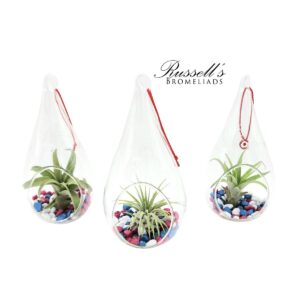 PATRIOT TEAR DROP TERRARIUMS WITH PLANT