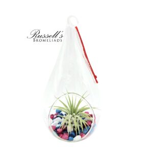 PATRIOT TEAR DROP TERRARIUMS WITH PLANT