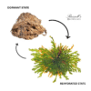 RESURRECTION PLANT SET IN DISPLAY CASE - Image 10