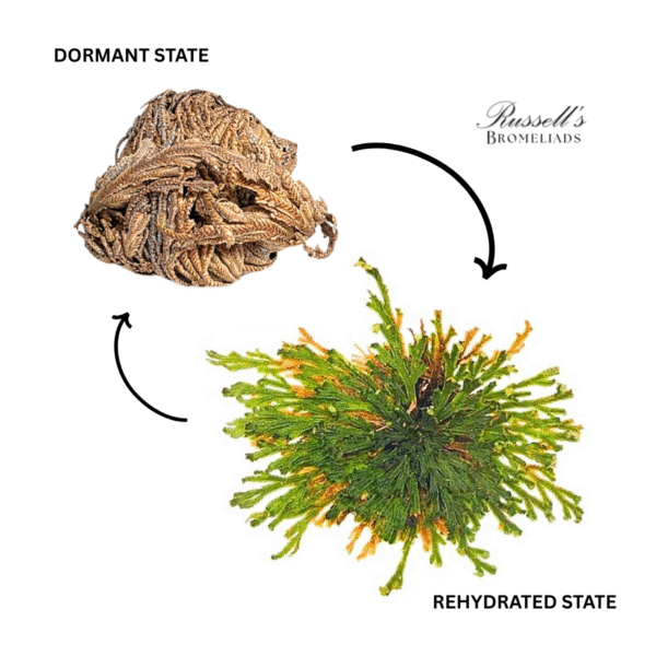 RESURRECTION PLANT SET IN DISPLAY CASE - Image 10