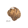 RESURRECTION PLANT SET IN DISPLAY CASE - Image 2