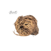RESURRECTION PLANT SET IN DISPLAY CASE - Image 3