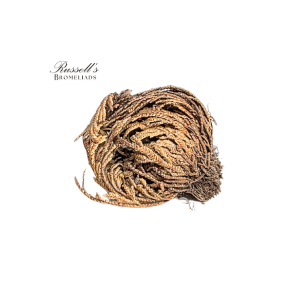 RESURRECTION PLANT SET IN DISPLAY CASE - Image 3