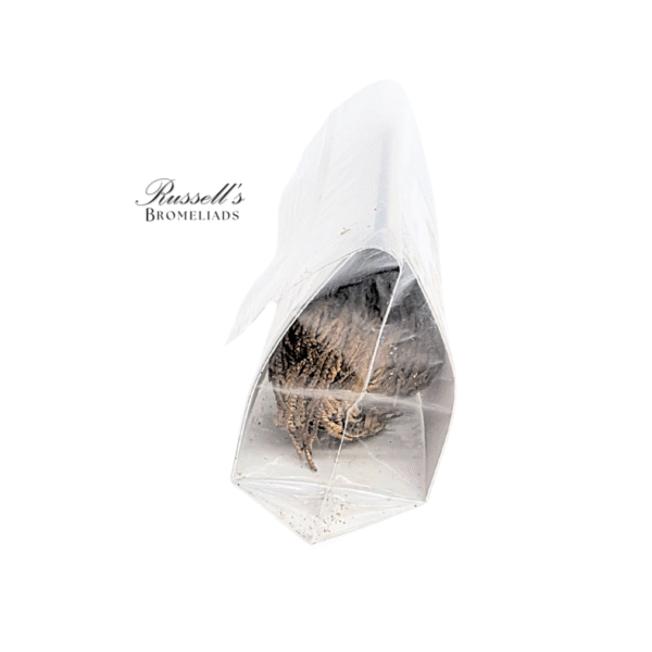 RESURRECTION PLANT SET IN DISPLAY CASE - Image 11