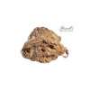 RESURRECTION PLANT SET IN DISPLAY CASE - Image 4