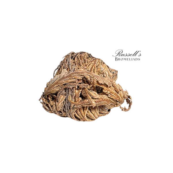 RESURRECTION PLANT SET IN DISPLAY CASE - Image 4