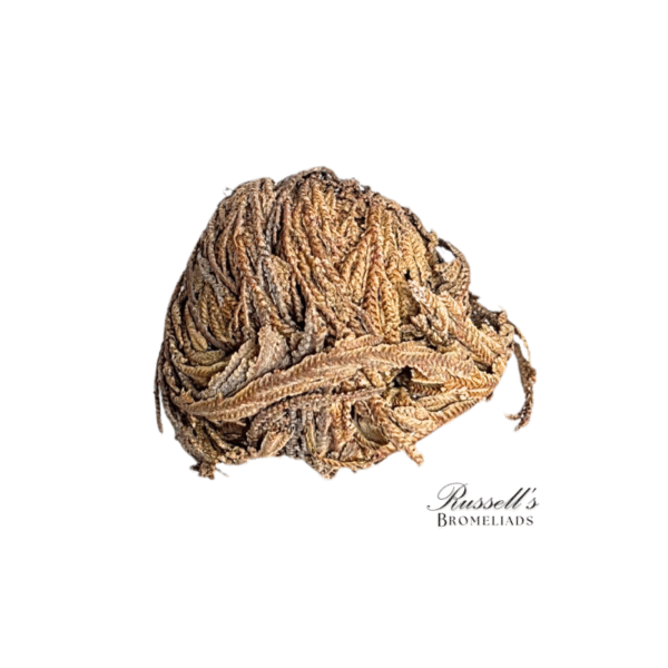 RESURRECTION PLANT SET IN DISPLAY CASE - Image 5