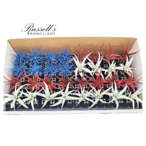 THE PATRIOTIC AIR PLANT COUNTER DISPLAY (32 PLANTS)