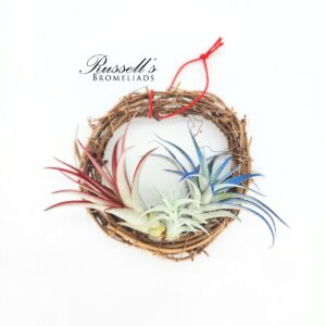 RED, WHITE & BLUE AIR PLANT WREATH