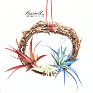 RED, WHITE & BLUE AIR PLANT WREATH