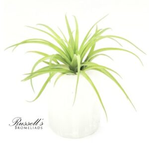 SELENITE PLANTER WITH AIR PLANT