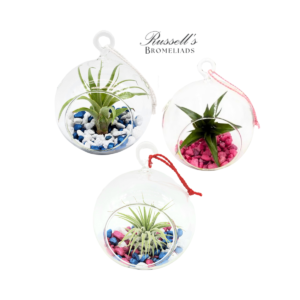 SEASONAL GLOBE TERRARIUMS WITH AIR PLANTS