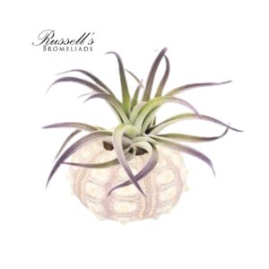 SPUTNIK SHELL WITH AIR PLANT