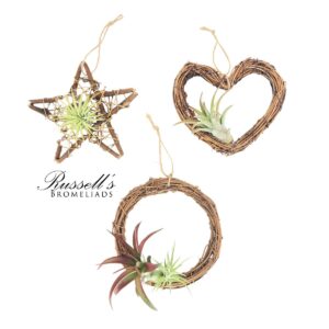 ASSORTED WREATHS WITH AIR PLANTS