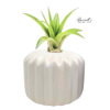 THE CLASSIC SET WITH AIR PLANTS - Image 3
