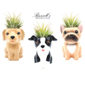 ANIMAL POTS – PUPPY COLLECTION WITH AIR PLANTS