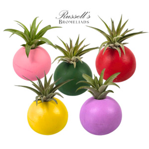 BUBBLE SET WITH AIR PLANTS