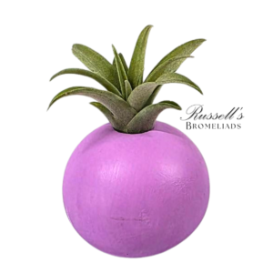BUBBLE SET WITH AIR PLANTS