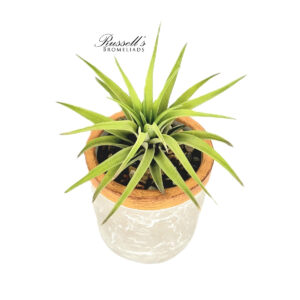 URBAN ELEGANCE SET WITH AIR PLANTS