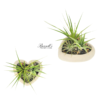 HEART AIR PLANT GARDEN