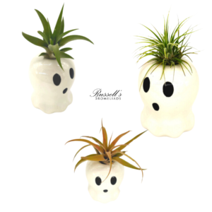 HALLOWEEN GHOSTS WITH AIR PLANTS