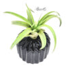 THE CLASSIC SET WITH AIR PLANTS - Image 2