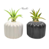 THE CLASSIC SET WITH AIR PLANTS