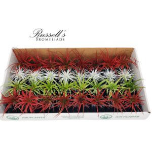 THE CHRISTMAS AIR PLANT COUNTER DISPLAY (32 PLANTS)