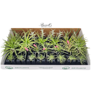 THE DELUXE AIR PLANT COUNTER DISPLAY (29 PLANTS)