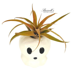 HALLOWEEN GHOSTS WITH AIR PLANTS