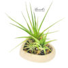 HEART AIR PLANT GARDEN - Image 2