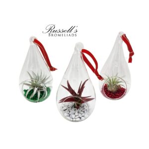 HOLIDAY TEAR DROP TERRARIUMS WITH AIR PLANTS