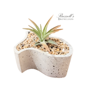 LABYRINTH GARDEN WITH AIR PLANTS