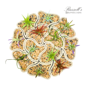 LABYRINTH GARDEN WITH AIR PLANTS