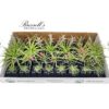 THE DELUXE AIR PLANT COUNTER DISPLAY (29 PLANTS) - Image 2