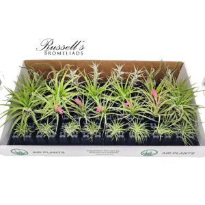 THE DELUXE AIR PLANT COUNTER DISPLAY (29 PLANTS)