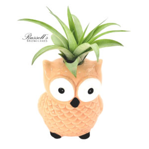 ANIMAL POTS – OWL COLLECTION WITH AIR PLANTS