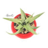 PATRIOTIC POTS WITH AIR PLANTS - Image 3