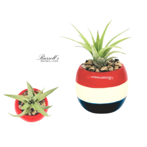 PATRIOTIC POTS WITH AIR PLANTS